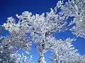 Frosts on trees at the top of Mount Takami (2) (January 2009)