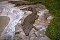 Saltwater crocodile