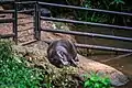 Pygmy hippopotamus