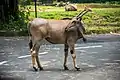 Common eland