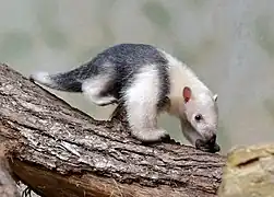 Southern tamandua