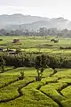 Tambunan paddy field.