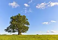 Tamme-Lauri oak in Urvaste