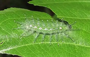 Larva