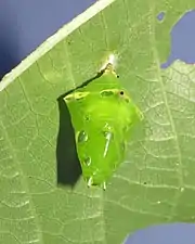 Pupa