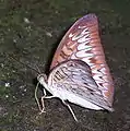 Ventral view from Indonesia