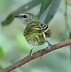 Spotted tanager