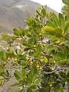 Leaves and green fruits, mountain in the background