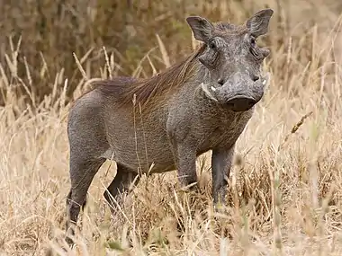 Image 12WarthogPhoto: IkiwanerThe warthog (Phacochoerus africanus) is a wild member of the pig family that lives in grassland, savanna, and woodland in Sub-Saharan Africa. The common name comes from the four large wart-like protrusions found on the head of the warthog, which serve as a fat reserve and are used for defence when males fight.More selected pictures