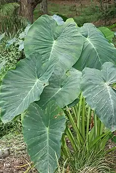 Image 45The taro (saonjo in Malagasy) is, according to an old Malagasy proverb, "the elder of the rice" (Ny saonjo no zokin'ny vary), and was also a staple diet for the proto-Austronesians (from History of Madagascar)