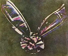 A bow made of tartan ribbon. The center of the bow is round, made of piled loops of ribbon, with two pieces of ribbon attached underneath, one extending at an angle to the upper left corner of the photograph and another extending to the upper right. The tartan colors are faded, in shades mostly of blue, pink, maroon, and white; the bow is set against a background of mottled olive.