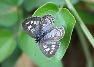 Dorsal view (male)