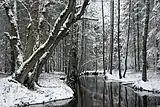 River in a woodland in winter