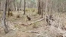 Tasmania wildlife can be spotted along the Gordons Hill Nature Recreation Area circuit in Rose Bay.