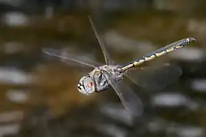 Image 21A tau emerald (Hemicordulia tau) dragonfly has flight muscles attached directly to its wings. (from Insect flight)