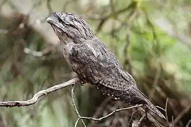 Image 13Tawny FrogmouthPhoto: Benjamint444The Tawny Frogmouth (Podargus strigoides) is a large species of frogmouth found throughout the Australian mainland, Tasmania, and southern New Guinea. Unlike the owl for which it is often mistaken, the Tawny Frogmouth is not a bird of prey. Instead, it is almost exclusively insectivorous. For defense, it relies on cryptic camouflage, standing still to appear part of a branch.More selected pictures