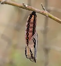 Pupa