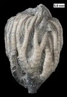 The calyx of the crinoid Taxocrinus from the Milwaukee Formation.