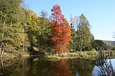 The Robert Lenoir Arboretum near Rendeux alongside the Ourthe