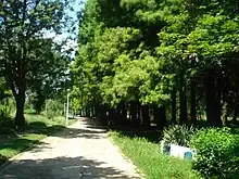 Taxodium distichum (L.) L.C.M. Rich tree, path in Botanical Garden of Craiova