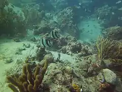 Diving around Isla Aguja