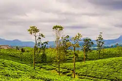 Valparai