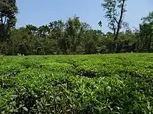 A tea garden at Sylhet.