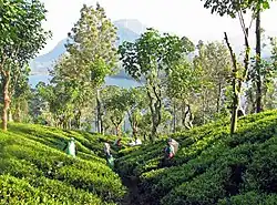 Image 32Tea plantation near Kandy (from Culture of Sri Lanka)