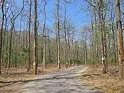 Teak plantation at Moolamattom