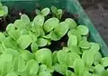 Teasel seedling