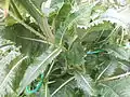 Teasel leaves after flower stem development, high on stem