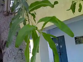 Leaves at the village of Gharsana, India