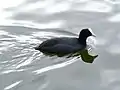 Eurasian cootFulica atra