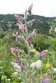 Flowering plant standing erect