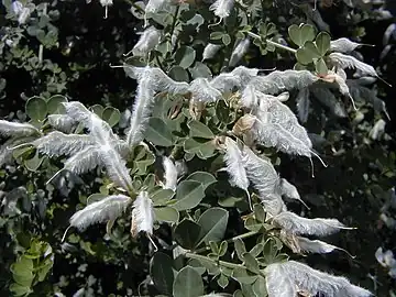 Seedpods