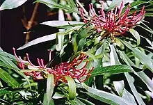 The Monga Waratah at Monga National Park