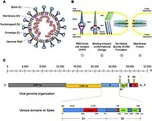 MERS-CoV: structure, attachment, viral entry, and genomic composition