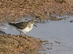 At Jamnagar, Gujarat, India