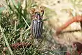 Ten Lined June Beetle ♂