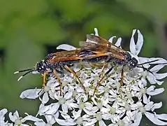 Mating pair