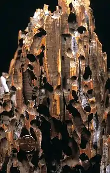 Teredolites borings in a modern wharf piling; the work of bivalves known as "shipworms".