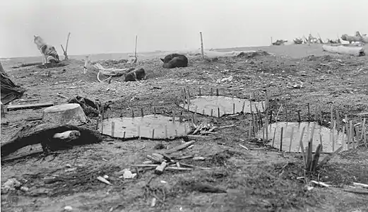 Drying sealskins, near Barter Island, Alaska, June 1914