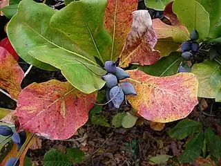 Fruit and foliage