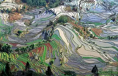 Terrace rice fields