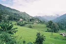 Terraced rice paddy fields of Sikkim.