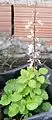 Flowering cuttings of Tetradenia riparia