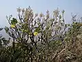 Tetradenia riparia in situ at 1600 m altitude (near Ribáuè in the north of Mozambique)