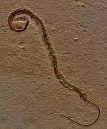 Image 16Tetrapodophis (from Snake)