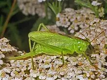 Female Tettigonia cantans