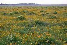 Texas bullnettle (Cnidoscolus texanus) and plains coreopsis (Coreopsis tinctoria), Attwater Prairie Chicken National Wildlife Refuge